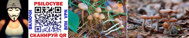наркошоп  Саяногорск  Галлюциногенные грибы Psilocybe 